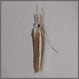 Agriphila latistria