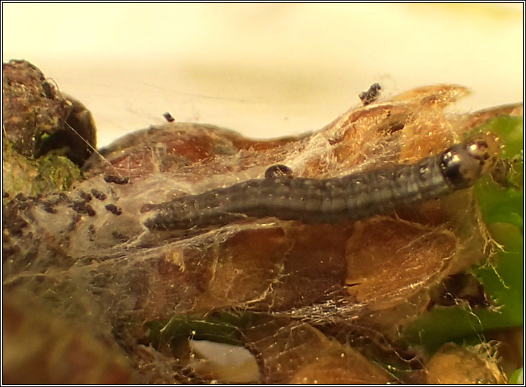 Acrobasis consociella