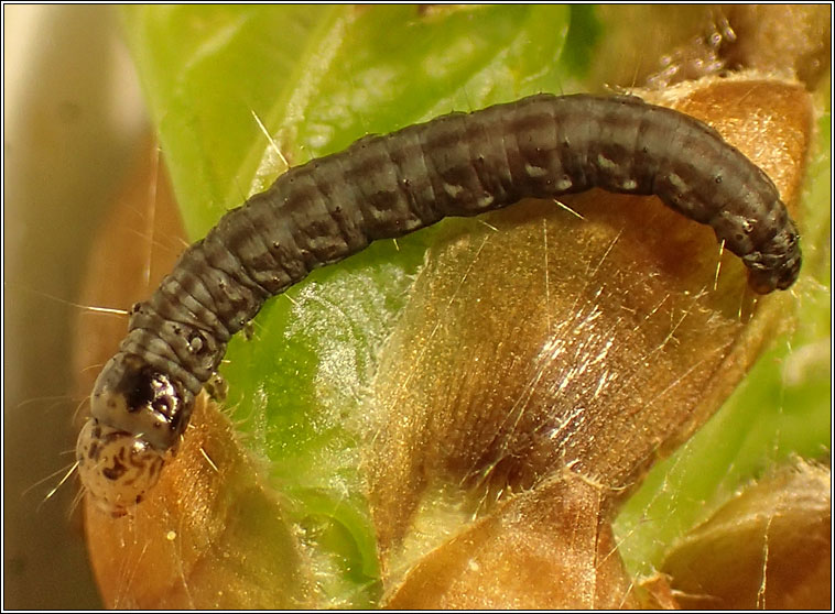 Acrobasis consociella