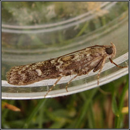 Dioryctria sylvestrella