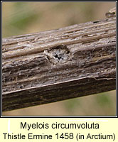 Myelois circumvoluta, Thistle Ermine