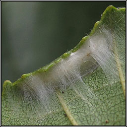 Caloptilia falconipennella