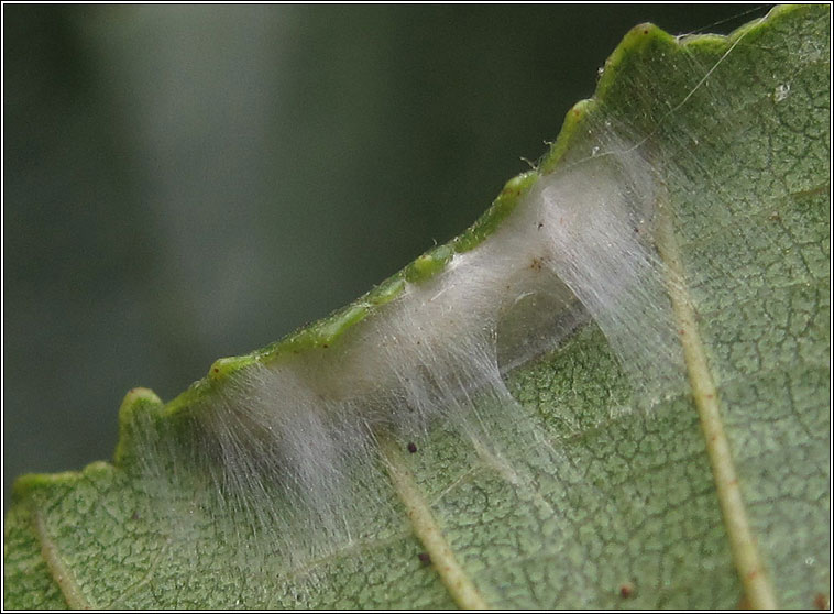 Caloptilia falconipennella