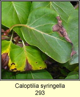 Caloptilia syringella (leaf mine)