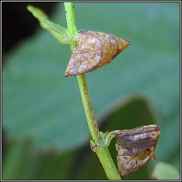 Eucalybites auroguttella