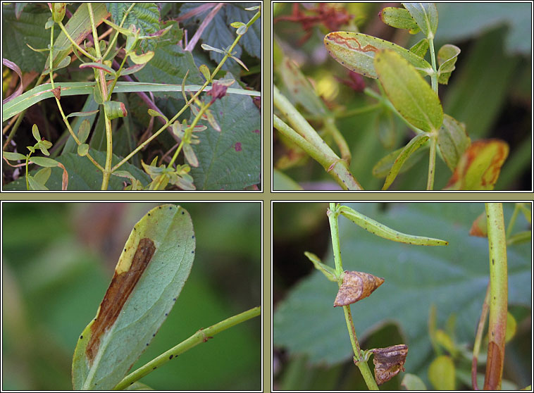 Eucalybites auroguttella