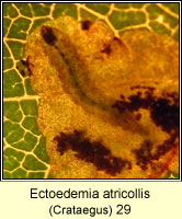 Ectoedemia atricollis