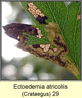 Ectoedemia atricollis