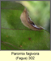 Parornix fagivora