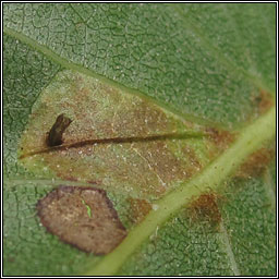 Phyllonorycter rajella