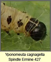 Yponomeuta cagnagella, Spindle Ermine