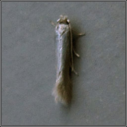 Ocnerostoma