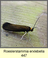 Roeslerstammia erxlebella