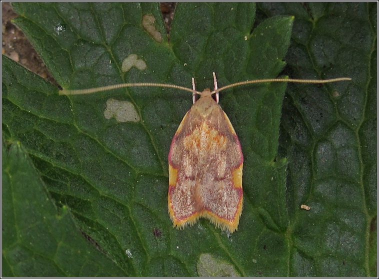 Carcina quercana