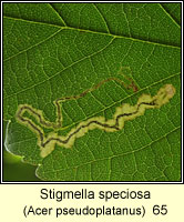 Stigmella speciosa