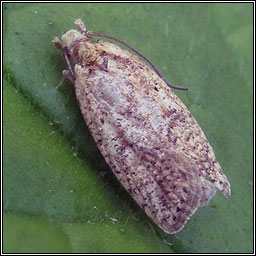 Agonopterix assimilella