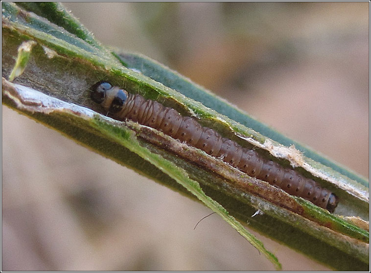 Agonopterix assimilella