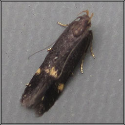 Eulamprotes atrella