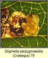 Stigmella perpygmaeella