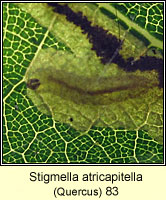 Stigmella atricapitella