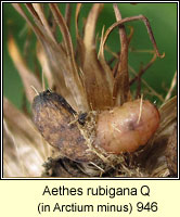 Aethes rubigana