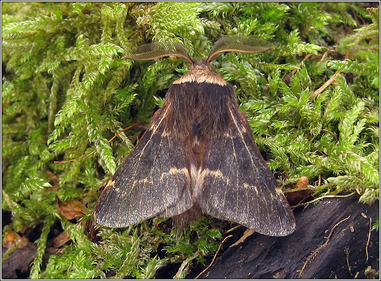 December Moth, Poecilocampa populi