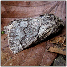 Pale Eggar, Trichiura crataegi