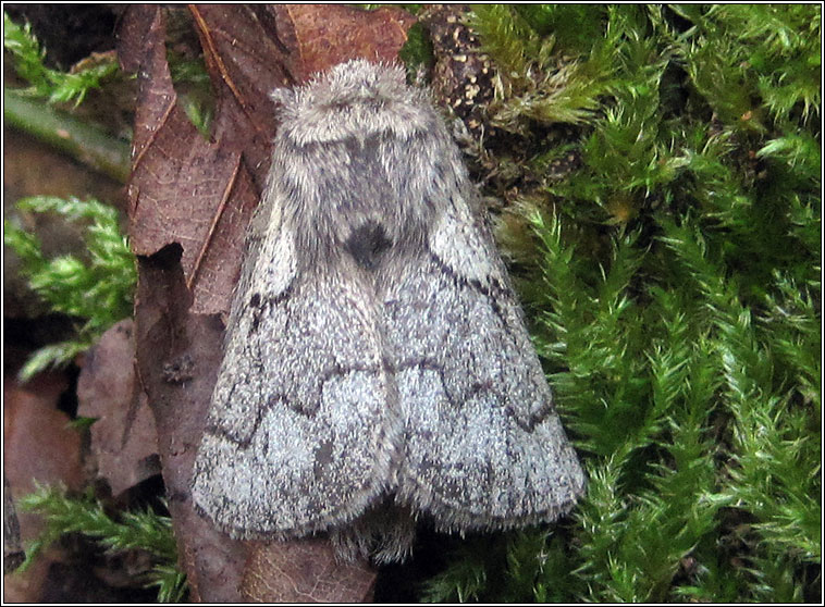 Pale Eggar, Trichiura crataegi