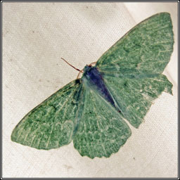 Large Emerald, Geometra papilionaria