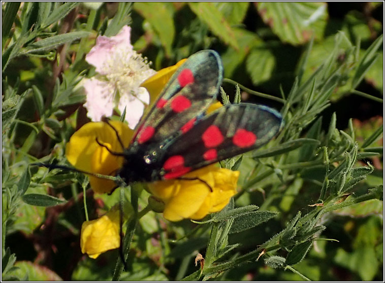 Narrow-bordered Five-spot Burnet, Zygaena lonicerae