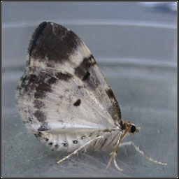 Blue-bordered Carpet, Plemyria rubiginata