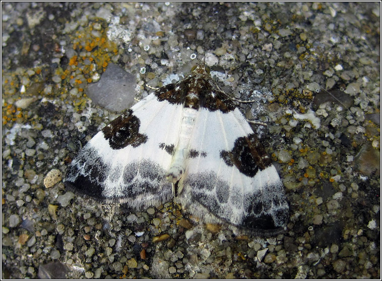 Blue-bordered Carpet, Plemyria rubiginata