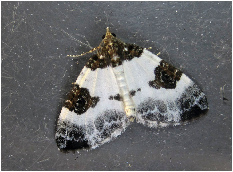 Blue-bordered Carpet, Plemyria rubiginata