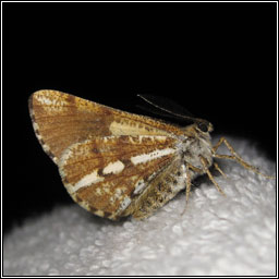 Bordered White, Bupalus piniaria