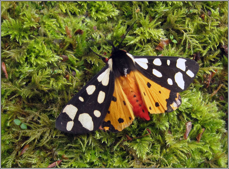 Cream-spot Tiger, Arctia villica