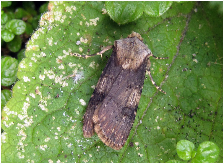 Shuttle-shaped Dart, Agrotis puta