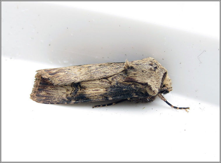 Shuttle-shaped Dart, Agrotis puta