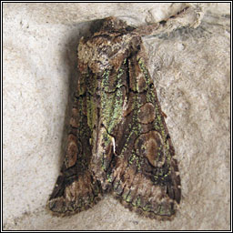 Green-brindled Crescent, Allophyes oxyacanthae