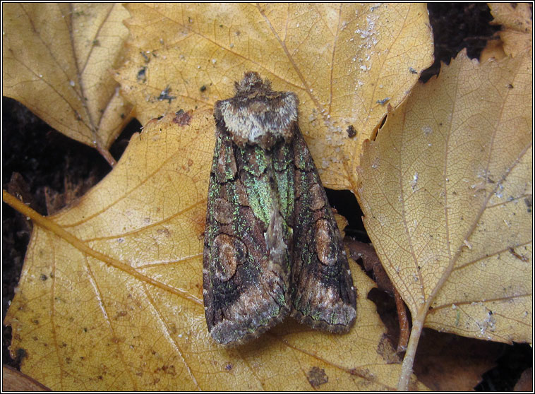 Green-brindled Crescent, Allophyes oxyacanthae