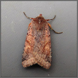 Southern Chestnut, Agrochola haematidea