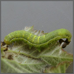 Brown-spot Pinion, Agrochola litura