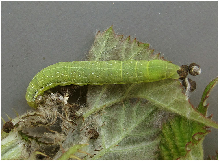 Brown-spot Pinion, Agrochola litura