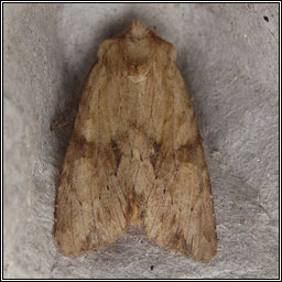 Reddish Light Arches, Apamea sublustris