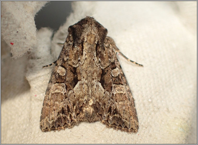 Dusky Brocade, Apamea remissa