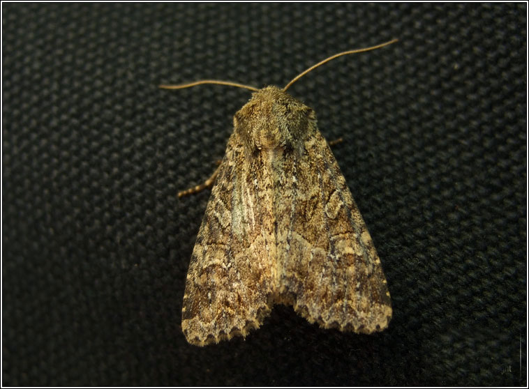 Dusky Brocade, Apamea remissa