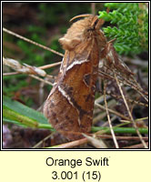 Orange Swift, Hepialus sylvina