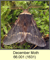 December Moth, Poecilocampa populi