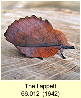 Lappet, Gastropacha quercifolia