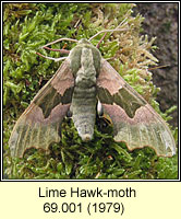 Lime Hawk-moth, Mimas tiliae