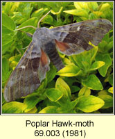 Poplar Hawk-moth, Laothoe populi